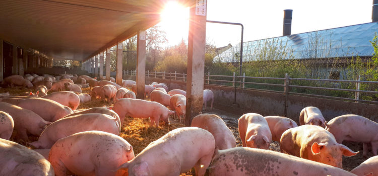 Noch mehr Tierwohl in Hüttinghausen